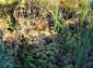 Rezervatia Naturala Mlastina de la Pesteana - densus
