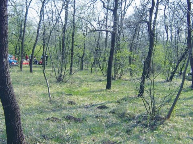 Rezervatia naturala Padurea Comorova